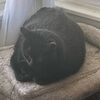 kittywalrus